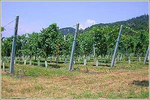 terreno agricolo in vendita a Lazise