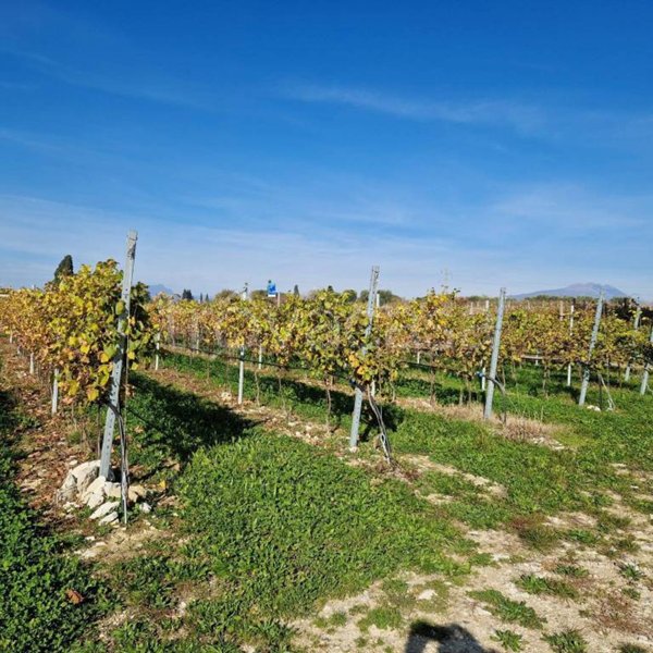 ufficio in vendita a Lazise