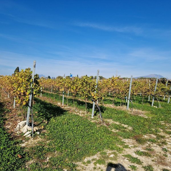 ufficio in vendita a Lazise