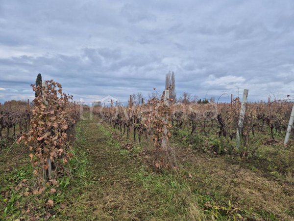 terreno agricolo in vendita a Lazise in zona Colà