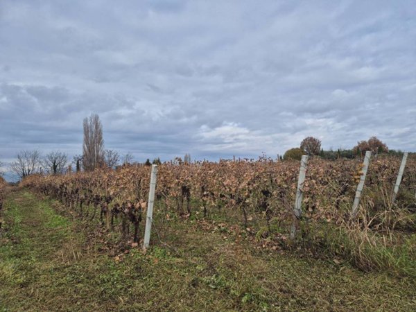 terreno agricolo in vendita a Lazise in zona Colà