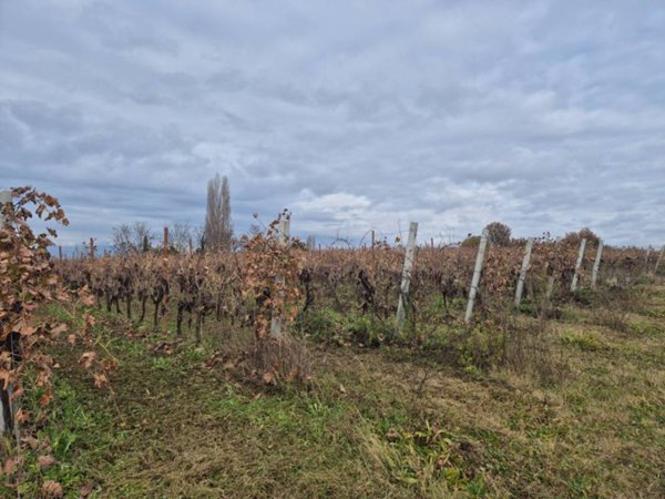 terreno agricolo in vendita a Lazise in zona Colà