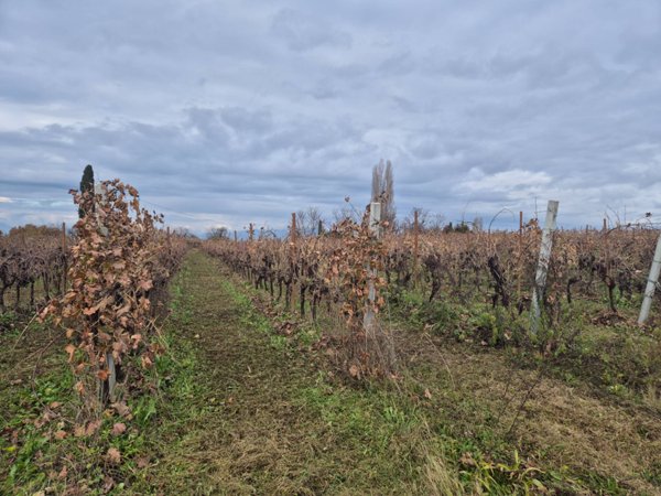 terreno agricolo in vendita a Lazise in zona Colà