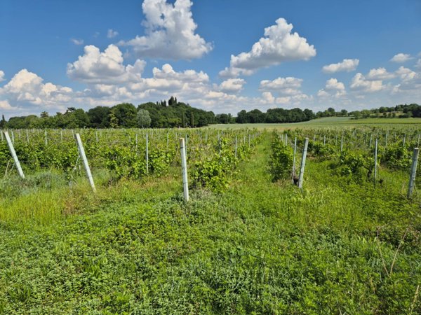 terreno agricolo in vendita a Lazise