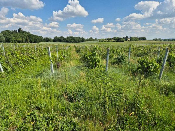 terreno agricolo in vendita a Lazise in zona Colà
