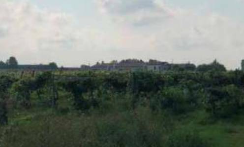 terreno agricolo in vendita a Legnago in zona Vigo