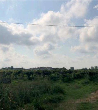 terreno agricolo in vendita a Legnago
