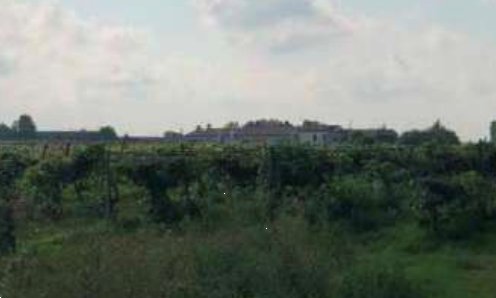terreno agricolo in vendita a Legnago in zona Vigo