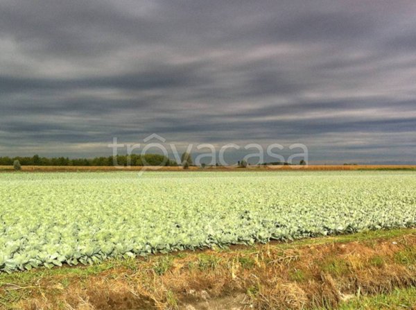 terreno agricolo in vendita a Legnago in zona Vangadizza