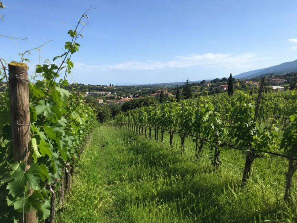 terreno agricolo in vendita a Marano di Valpolicella