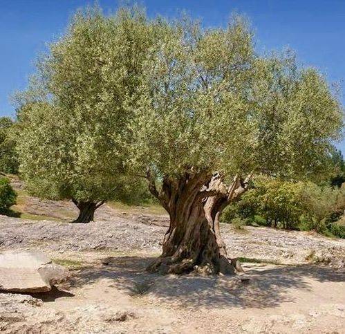 terreno agricolo in vendita a Mezzane di Sotto