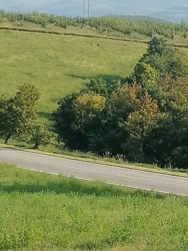 terreno agricolo in vendita a Mezzane di Sotto