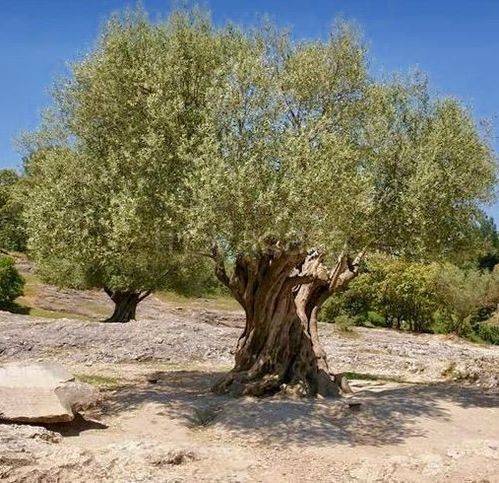 terreno agricolo in vendita a Mezzane di Sotto