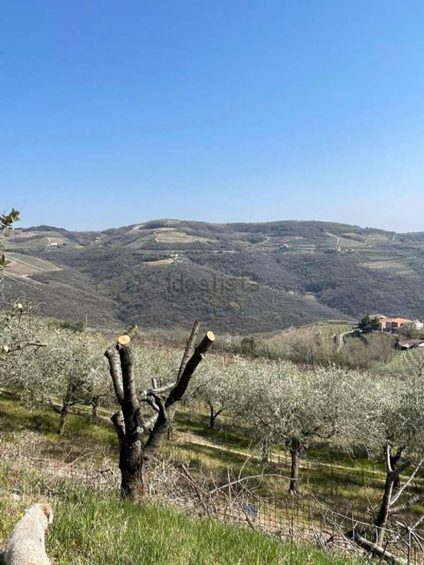 azienda agricola in vendita a Mezzane di Sotto in zona Castagnè