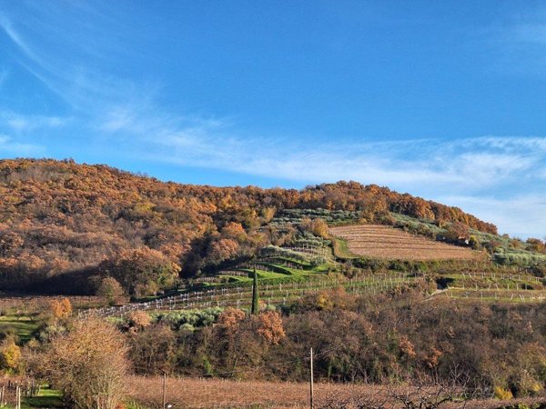 ufficio in vendita a Mezzane di Sotto in zona Castagnè