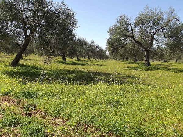 terreno in vendita a Mezzane di Sotto in zona Castagnè