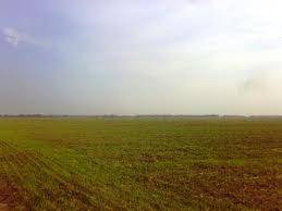 terreno agricolo in vendita a Minerbe