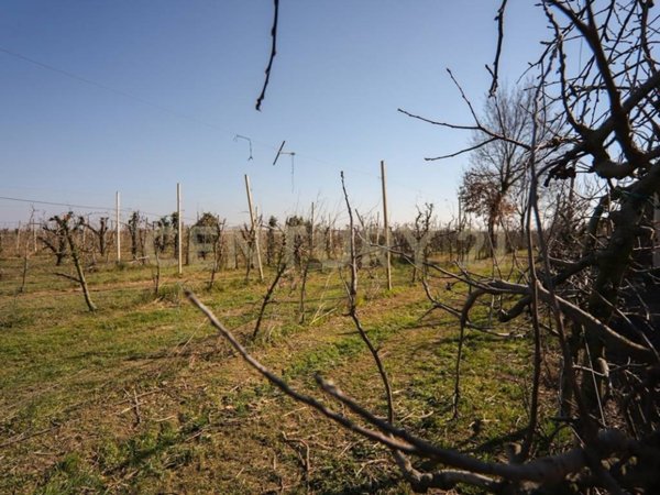 terreno agricolo in vendita a Minerbe