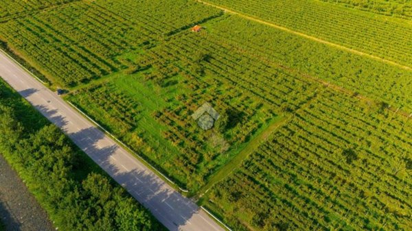 terreno agricolo in vendita a Montecchia di Crosara