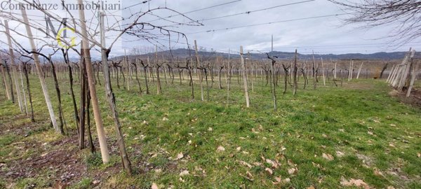 terreno agricolo in vendita a Montecchia di Crosara