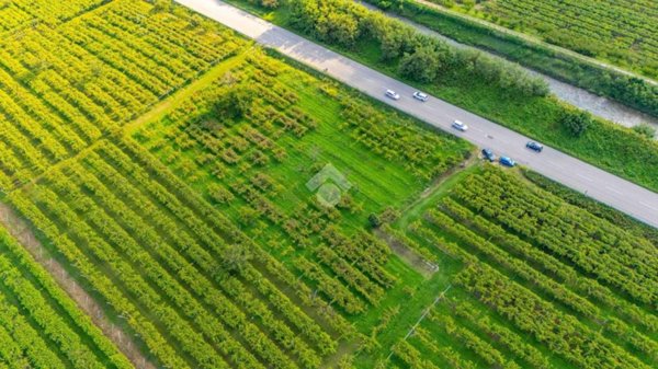 terreno agricolo in vendita a Montecchia di Crosara