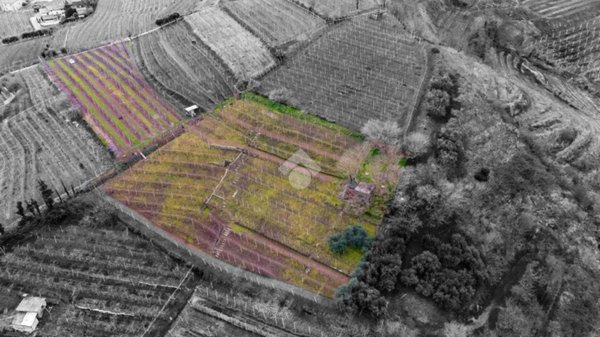 terreno agricolo in vendita a Monteforte d'Alpone in zona Brognoligo