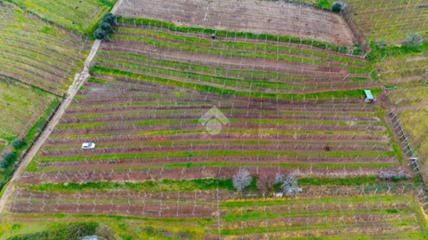 terreno agricolo in vendita a Monteforte d'Alpone in zona Brognoligo