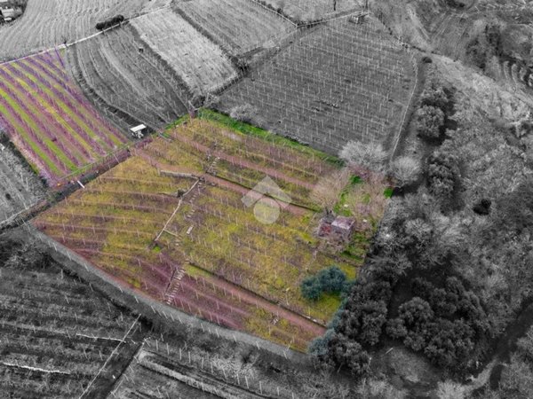terreno agricolo in vendita a Monteforte d'Alpone in zona Brognoligo