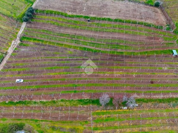 terreno agricolo in vendita a Monteforte d'Alpone in zona Brognoligo