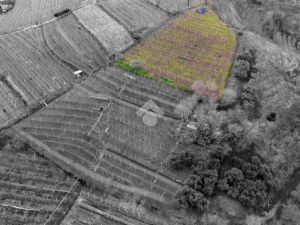 terreno agricolo in vendita a Monteforte d'Alpone in zona Brognoligo