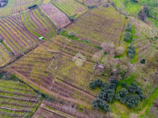 terreno agricolo in vendita a Monteforte d'Alpone in zona Brognoligo