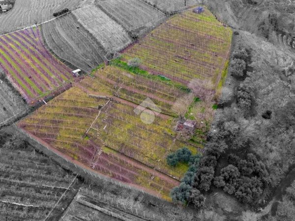terreno agricolo in vendita a Monteforte d'Alpone in zona Brognoligo
