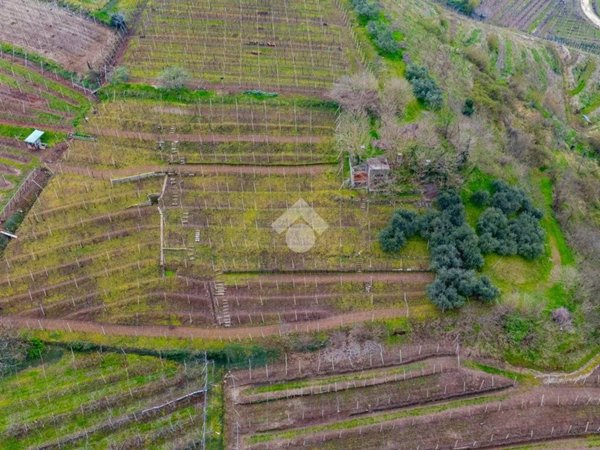 terreno agricolo in vendita a Monteforte d'Alpone in zona Brognoligo