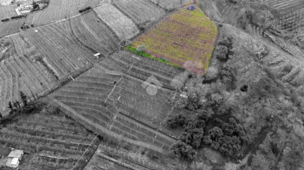 terreno agricolo in vendita a Monteforte d'Alpone in zona Brognoligo