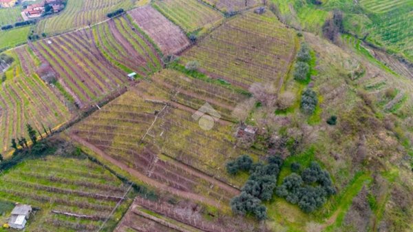 terreno agricolo in vendita a Monteforte d'Alpone in zona Brognoligo