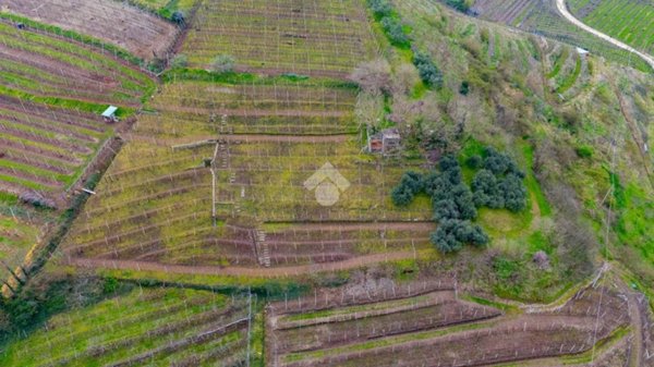 terreno agricolo in vendita a Monteforte d'Alpone in zona Brognoligo