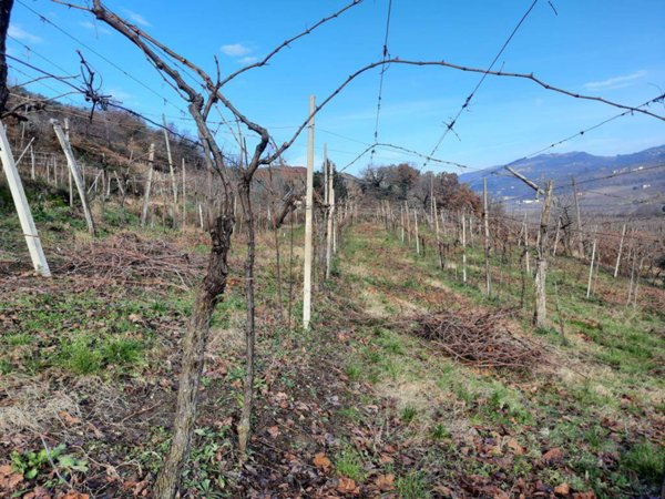 terreno agricolo in vendita a Monteforte d'Alpone in zona Costalunga
