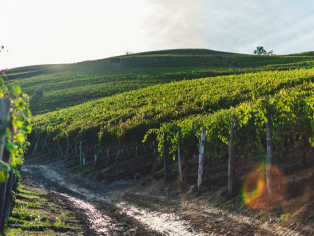 terreno agricolo in vendita a Monteforte d'Alpone