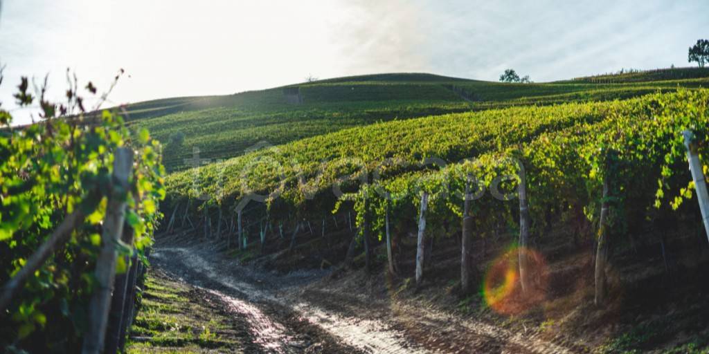 terreno agricolo in vendita a Monteforte d'Alpone