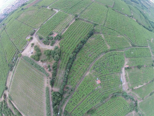 terreno agricolo in vendita a Monteforte d'Alpone