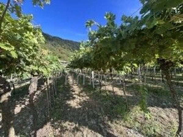 terreno agricolo in vendita a Negrar di Valpolicella