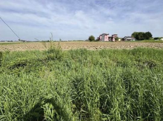 terreno edificabile in vendita a Nogara
