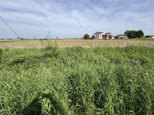 terreno edificabile in vendita a Nogara