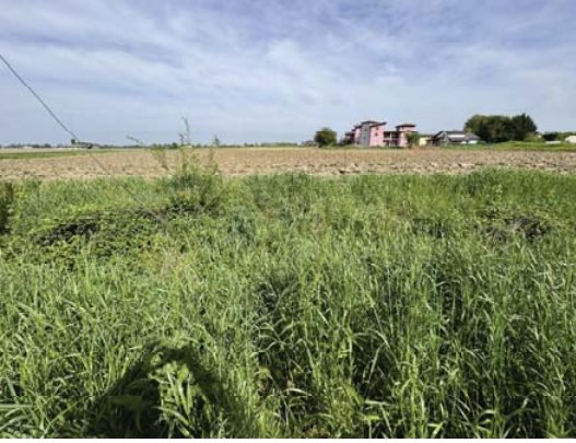 terreno edificabile in vendita a Nogara
