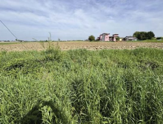 terreno edificabile in vendita a Nogara