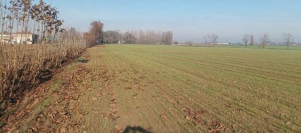 terreno edificabile in vendita a Nogara in zona Caselle