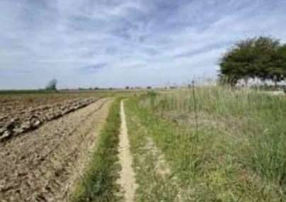 terreno edificabile in vendita a Nogara in zona Caselle