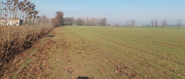 terreno agricolo in vendita a Nogara