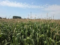 terreno agricolo in vendita ad Oppeano in zona Ca' degli Oppi
