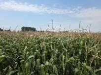 appartamento in vendita ad Oppeano in zona Ca' degli Oppi